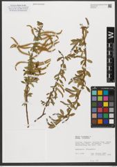 Foto von Salix triandra subsp. triandra L.
